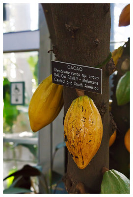 A cacao tree