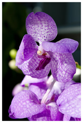 Ascocenda Jumbo Blue orchid