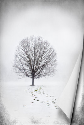 Picturesque winter tree