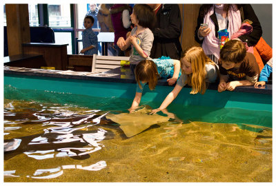 The popular ray touch tank at the Maritime Aquarium in Norwalk