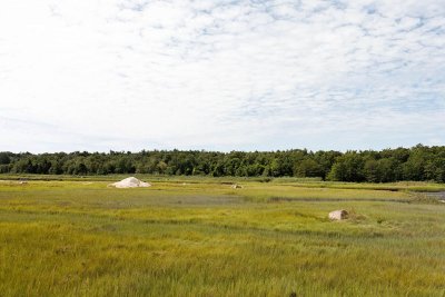 rocks in the marshgrass 2.jpg