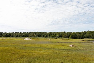 rocks in the marshgrass 2.jpg