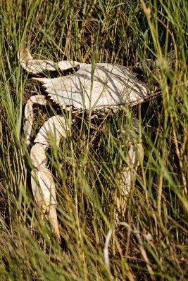 sun-bleached crabshell.jpg