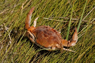 crabshell in the grass.jpg