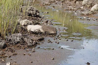 industrious fiddler crabs 2.jpg