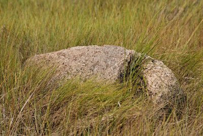 grass in the rock cleft.jpg