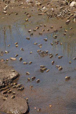 industrious fiddler crabs 3.jpg