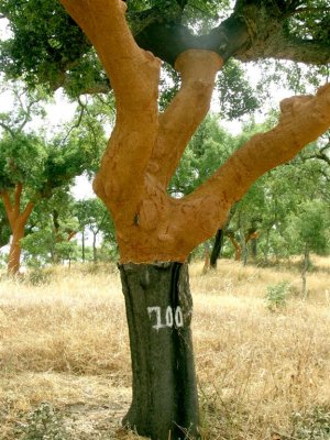 255 cork tree.JPG