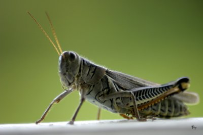 Sept. 4, 2006 - Grasshopper