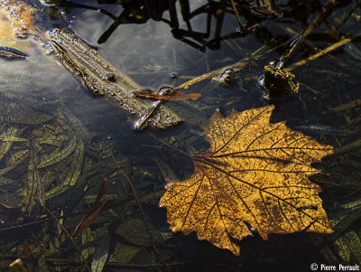 Feuille de Platane