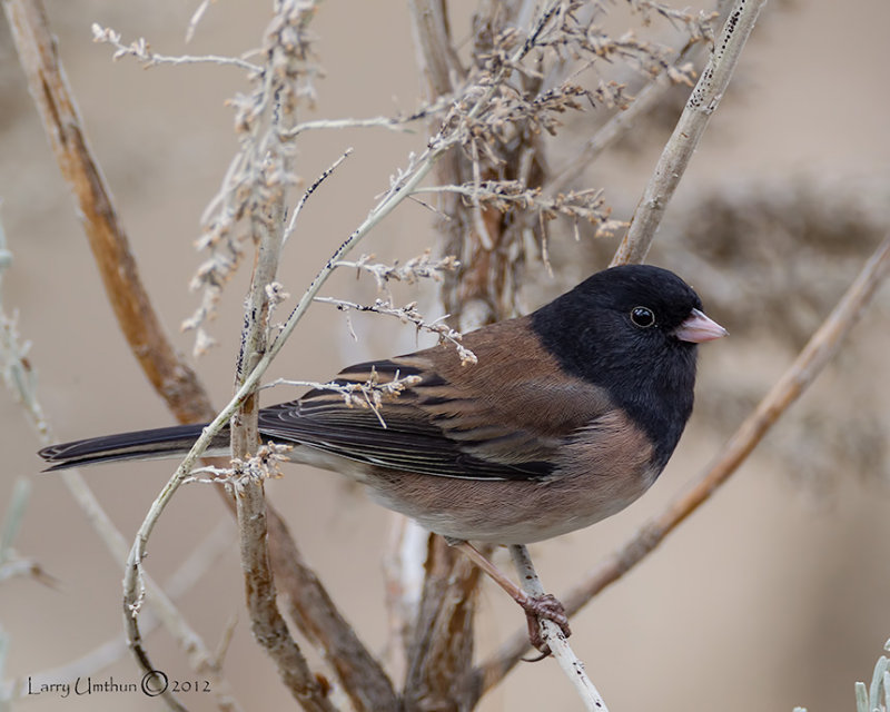 Junco