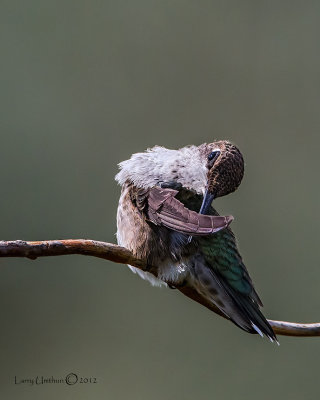 Black-chinned Hummingbird