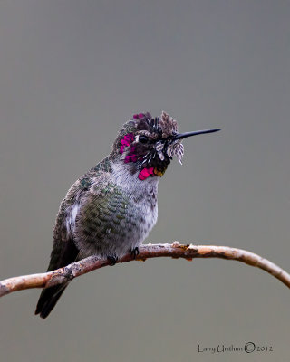 Anna's Hummingbird