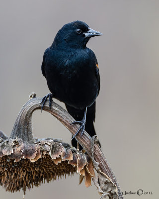 Red-winged Blackbird