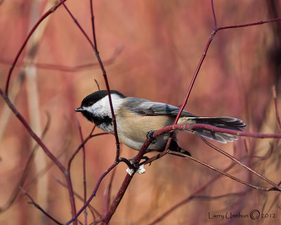 Black-capped Chickadee