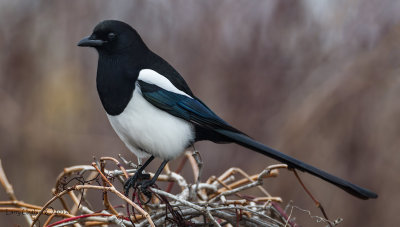 Black-billed Magpie