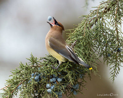 Cedar Waxwing