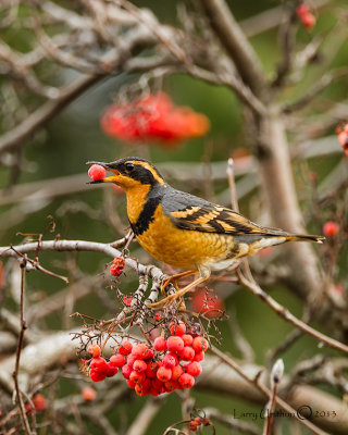 Varied Thrush