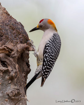 Golden-fronted Woodpecker