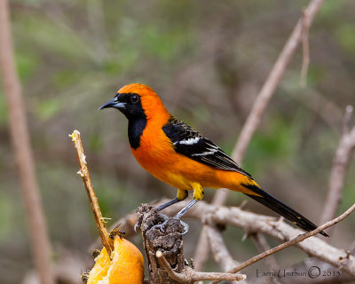 Hooded Oriole