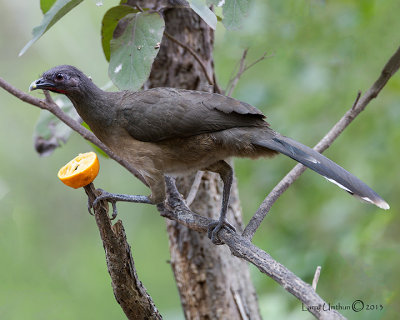 Plain Chachalaca