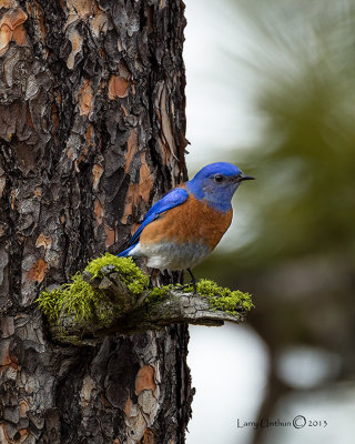 Western Bluebird