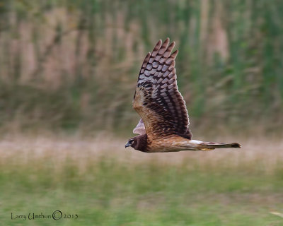 Northern Harrier