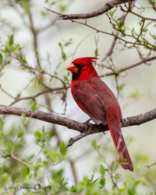 Northern Cardinal (Southwest Adult)