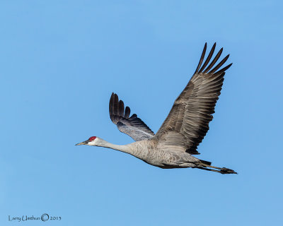 Sandhill Crane