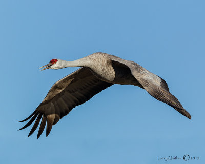 Sandhill Crane