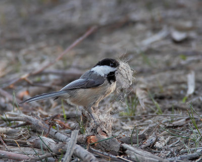 Black-capped Chickadee