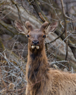 Young Male Elk