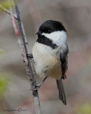 Black-capped Chickadee