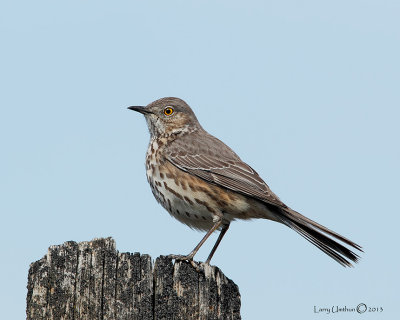 Sage Thrasher