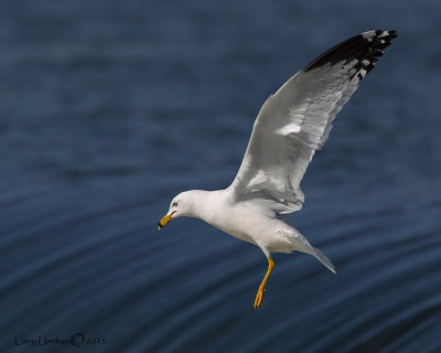 Ring-billed Gull