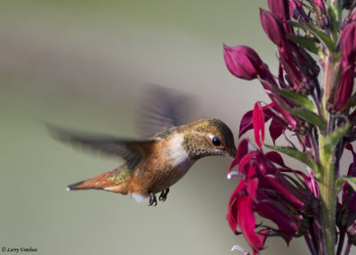 Rufous Hummingbird