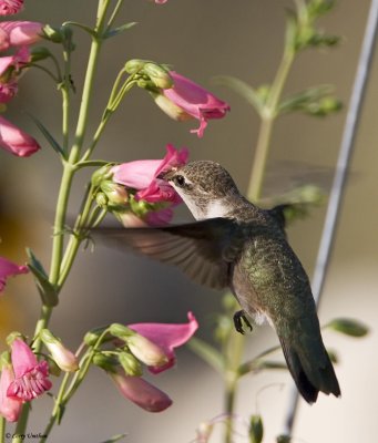 Black-chinned