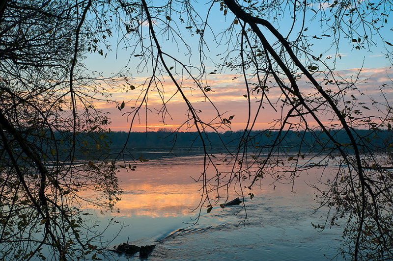 Twilight Through Branches