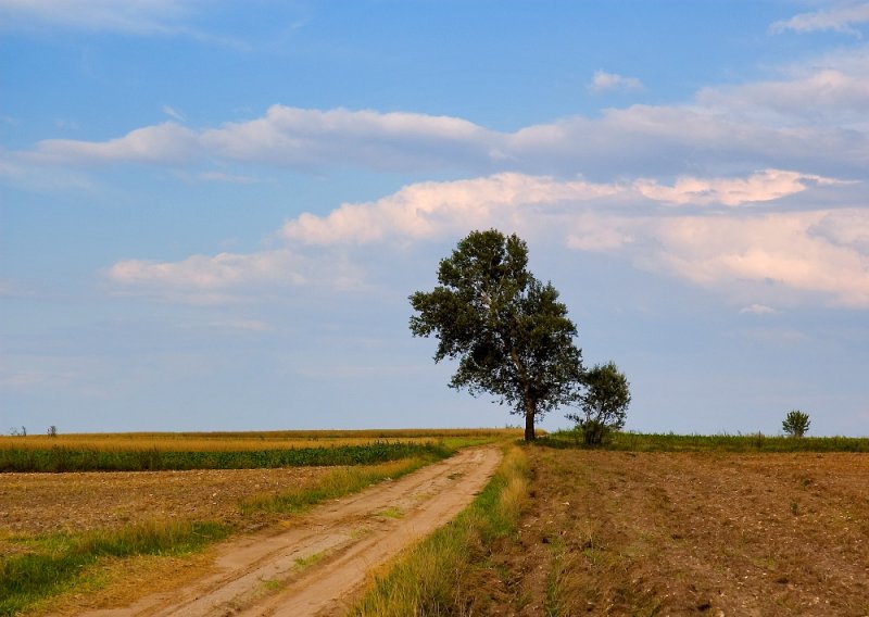 Road Near Lowcza