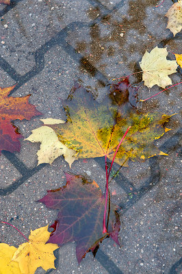 Lines In The Puddle