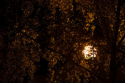 Night Sun Behind The Tree