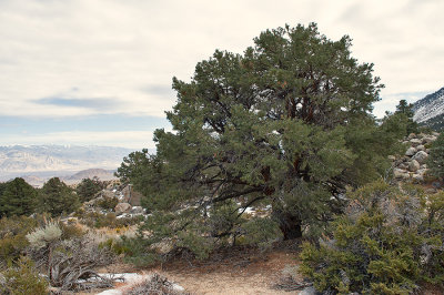 Inyo Mountains And Owens Lake