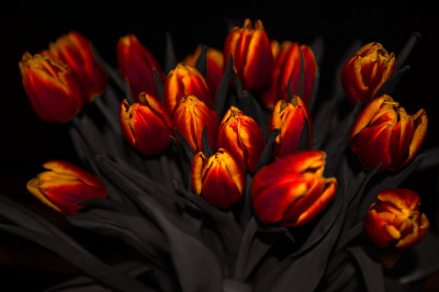 Tis The Season For Tulips