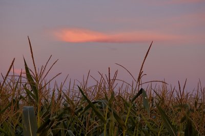 Late Afternoon Corn