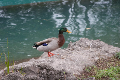 Disney2012_136.jpg