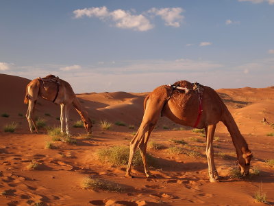 camels at Sharqiya Sands