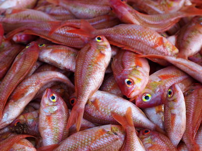 fish at the fishmarket in Muscat