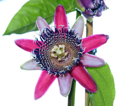 passiflora Precioso