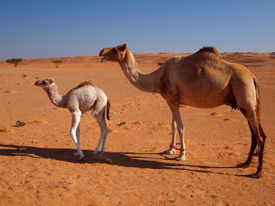 baby camel 2-3 weeks old