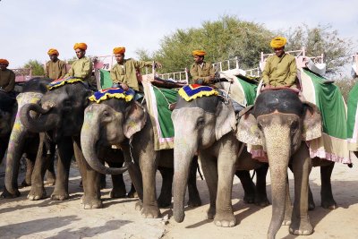 Elephant safari in Jaipur